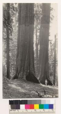 M.E. Davis, carpenter at Whitaker's Forest, and two fine Sequoias along the summit of Redwood Mountain near the Redwood Bowl