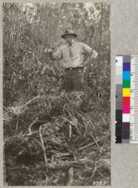 E. Stanford and pile of brush near Henninger ridge plantation, Los Angeles County. This brush is still dry and a serious fire hazard after lying for twenty years. Bush pea in foreground