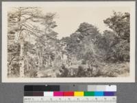 Damage by fire, insects and wind to stand of Bishop Pine (Pinus muricata). Inverness, Marin County, California. October 1914. A. E. Weislander