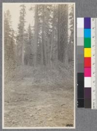 Large Sugar Pines, Firs and chaparral undergrowth, McCloud River Lumber Company operations
