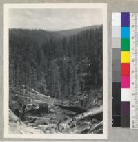 Redwood Region. View from landing (Elk River Mill and Lumber Company) over recently felled redwood. Residual trees and peeled logs. William and Henry Hess, contractors. On ridge between South and main Elk River. 5-13-42, E.F