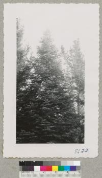 A tree of lowland fir, Abies grandis, in Santa Rosa near Landscape Arch. Noel's office, McDonald Ave., near new Presbyterian church. Tree probably about 50 years old. April 1952. Metcalf