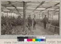 State Forester Pratt and State Forest Ranger Baird of Riverside County inspect two-year old Caroloe trees (Ceratonia siliqua) in nursery near Corona