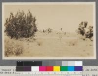 Tree Yuccas and Desert Juniper. Along Tejon pass road in Antelope valley near the Mojave desert. Los Angeles County, California. Metcalf, May, 1916