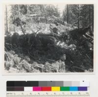 Redwood region. Showing character of fresh slash largely from tops. Deep. Elk River, Humboldt County, California. 7-23-42 E.F