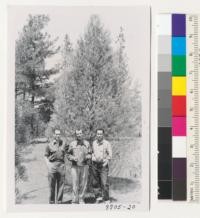 Jose Nicolas, Bizhan Yassamy, Fernando Gil and a Pinus monophylla at Institute of Forest Genetics. Metcalf. May 1954