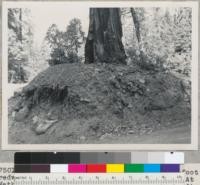 Redwood Region. Root system of a 5-foot redwood. Excavated for a road and quarry. At Mather Grove (north end), near Weott, Humboldt County, California. Roots: one 4" to right and 3 ft. down from surface, three 4"-6" at 1.5 ft. just to Left of trunk. Cut is 8 ft. from tree. Stony shale and heavy loam. 9-10-50. E.F