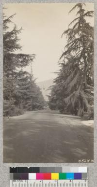 Christmas Tree Avenue of Deodar cedars, Altadena, California, is probably the best known row of trees in the State. Metcalf. December, 1928