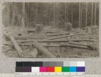 Second Growth Redwood Cutting Experiment, Project #688, Big River, Mendocino County, California. View showing the area with logs ready for yarding. May 1923, E. Fritz