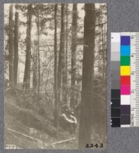 Secondgrowth Redwood Yield Study. Freshwater Tract - plot #14. A 43 year old stand of redwood - 41 M.B.M. per acre. D. Bruce - Oct. 1922