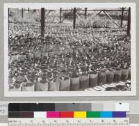 Cork oaks transplanted to cans at State Forestry Nursery - May, 1942