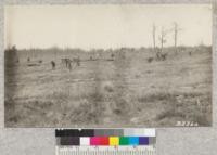 Crew planting in furrowed grass lands. Fyfe Lake State Forest, Mich. May '24