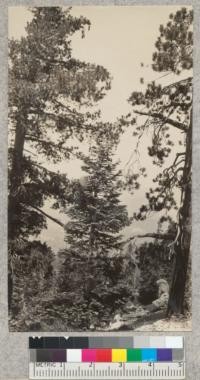 Cones of sugar pine and red fir near Buck Rock. July 1930