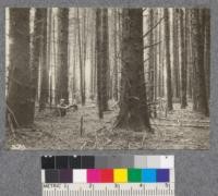 Secondgrowth Redwood Yield Study. Crescent City - plot #3. Stand of secondgrowth spruce 50 years old - 107 thousand board feet per acre. Oct. 1922