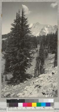 Mountain hemlocks (Tsuga Mertensiana) along road from Mineral to Manzanita Lake, Lassen National Forest. 1937. Metcalf