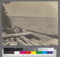 Logs cast up along the shore of Burt Lake, Cheboygan County, Michigan. Much valuable timber was lost by the breaking of rafts