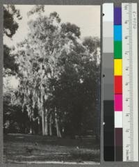 Group of Eucalyptus viminalis near the barn - Chico Forestry Station. Largest tree 33.9" diameter at breast height x 146' high