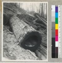 Redwood region. Damage by untimely fire of June 29. Holmes-Eureka's Salmon Creek operation. This log 60" x 24'. Eight inches of wood left. Hole goes clear through. Followed center rot. This log might be crushed during yarding and left. Without a burn, it would have been logged. 7-20-42, E.F