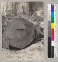 Stump of 12-foot redwood windfall in Richardson Grove. Saved for an exhibit. June 1933, E.F