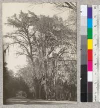 "Ahuehuete" or Mexican Cypress in the Chapultepec gardens, Mexico. deReygadas, December 1922