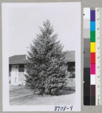 A short needled blue-green spruce--may be Picea glauca (canadensis)--at 172 Second Street, Santa Rosa. March 1955