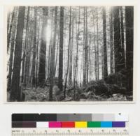 Redwood region. A young stand of redwood near McCann's. Note dense saplings, many of them dead. 7-25-42. E.F