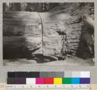 Fire scar on 12-foot redwood windfall, Richardson Grove. Note collar of living bark tissue below burn. This bark was below ground surface level and was apparently sustained by a peripheral distribution of food. Roots below the burn are large and active. See also #5705 for same view in different light. April, 1933. E.F