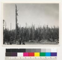 Redwood Region. Dead redwoods--fire killed--in Skeleton Park, 6 miles north of Crescent City. Looking north. 7-29-42, E.F