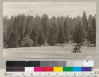 Looking... [illegible] on Whitaker's Forest, July, 1926... [illegible] comparison with picture taken in 1915