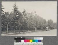 Picea Canadensis and Populus tremuloides as street trees on streets in Calgary. Spruce severely infested with chermes insect in twigs. June, 1920