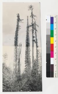 Redwood Region. "Fire columns" on area logged by Hammond Lumber Company in early 1935, slash horned fall of 1935. East of County road and south of railroad track near Cummings Creek, off Van Duzen River highway. 6-26-43, E.F