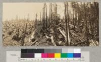 Redwood Region. Holmes-Eureka Lumber Company operation in Sec. 14, T3N, R1W, Humboldt County. Panoramic view to show contrast between clear cutting in 1936 and selective cutting in 1941, by same company. Re-entry into Salmon Creek basin due to acquisition of Mitchell Dorr Timber Company property. 6-13-42, E.F