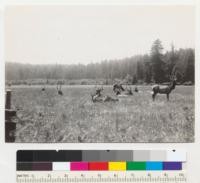 Redwood Region. Prairie Creek State Park. Native elk in wild state. 15 bulls in photo. Photo from Highway 101 fence. Boyes Prairie. See also #6957. 7-18-41, E.F