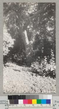 McGill Ranch tree #4. Forked at 6'; 27.8" diameter outside bark and 22.4" diameter inside bark. Stripped to a height of 12 ft. Yielded over 300 lbs. cork. 1940