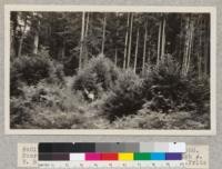 Cutting plot. University of California Forestry Project - 688. Four years after logging, sprouts 10 feet high. V. B. Davis in white shirt. July 31, 1927