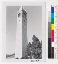 Canary Island Pines, Pinus canariensis, south of Campanile, U.C. Campus. Charter Day March 23, 1953. Metcalf