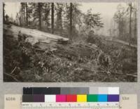 Redwood Utilization Study. Tree #1081 at the first break. Sound wood. E. F. Sept. 23, 1928