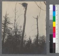 Eagles nest in an old white pine stub. Grapevine Point, Douglas Lake, Michigan