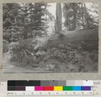 Redwood. A rough top log. 50" at butt end. Not merchantable. Elk River Mill and Lumber Company. Along truck road to Bill Hess's contract logging area. 9-10-40, E.F