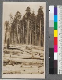 Cutover area with virgin timber in background. Pratt and Henderson on big redwood log. Much of the timber scarred by fire which ran through the summer before. Redwood log 12 feet in diameter. Hammond Lumber Company, Humboldt County, California. 5/19/15