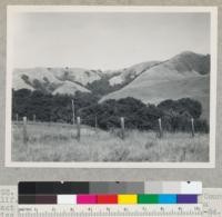 Redwood Region. Character of Monterey County, California coastal hills and vegetation. View from Coast Highway north of Big Sur, near bridge 44-84. Swiss Canyon (?). Redwood in canyon bottom. 11-7-44, E.F