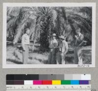 Phoenix dactylifera. Marston Kimball, Dr. Furr of the Date Experiment Station, Halsey and Ayers with date tree of one of the groves near Indio. Metcalf. Dec. 1952