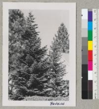 Wind River Station, Carson, Washington. Abies amabilis left and Abies arizonica right on lawn near buildings. Both make a very lovely Christmas tree here. Metcalf. October 1952