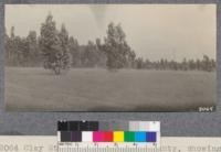 Clay Station, Sacramento County, showing almost complete failure of Eucalyptus globulus on this site. Note red gums in background and 75 ft. power line tower. July 1922