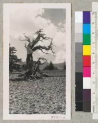 Pinus Aristata. White Mountains. 12,000 feet elevation. July 1953. Metcalf