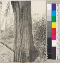 The bark of Castanopsis chrysophylla. 30" diameter at breast height, 85' high. Near Camp 19 Caspar Lumber Company off 3-chop ridge road. 3-23-36. See also 5914-15. E.F