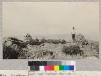 Woodbridge Marshall near two of the "ducks" along the trail at the summit of the Laguna Mountains overlooking the Colorado Desert. This hike is less than a mile from the San Diego 4-H camp. Metcalf. July, 1928