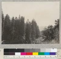 A series of 8 views (#4636-4643) of tops of trees of Dyerville Flat, Redwood Highway. Taken from high bank above road at north end of new bridge over South Fork Eel River near its mouth. E. F. July 17, 1932