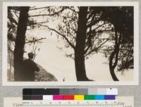 View of the ocean through Monterey pines on the bluff at Aptos, Santa Cruz County. Washburn. 1928