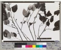 Cork oak - Q.suber. Foliage and young acorns from J. T. Kiser trees near Sonoma - September 20th 1942. These twigs show emergence holes of gall wasp and resultant thin foliage. Photo by Matthews